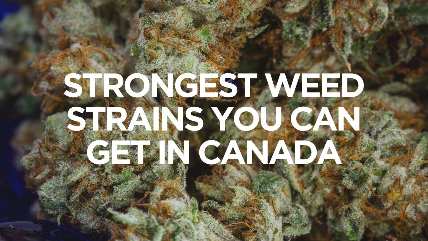 Read more about the article Strongest Weed Strains You Can Get in Canada