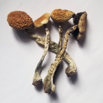 Psilocybe Cubensis: B+