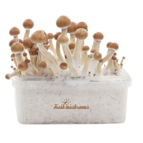 MAGIC MUSHROOM GROW KIT B+ XP BY FRESHMUSHROOMS®