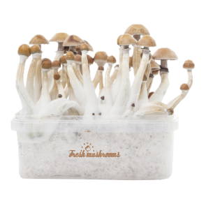 FRESH MUSHROOMS® MAGIC MUSHROOM GROW KIT MEXICAN XP