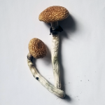 GOLDEN TEACHER MUSHROOMS